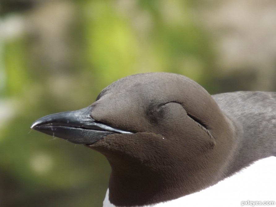 Happy Penguin