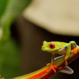 redeyedtreefrog