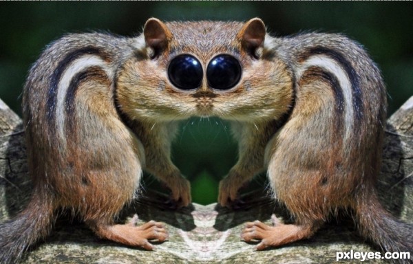 Creation of The Genetic Wobble: Step 3