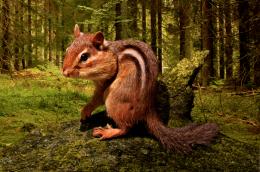 DeepForestChipmunk