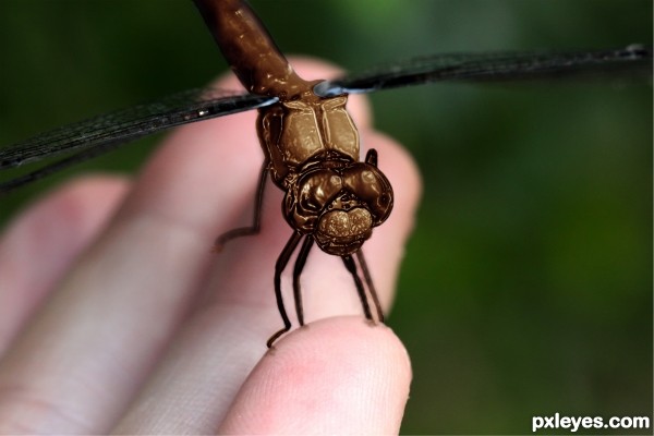 chocolate dragonfly