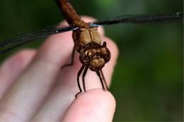 chocolate dragonfly Picture