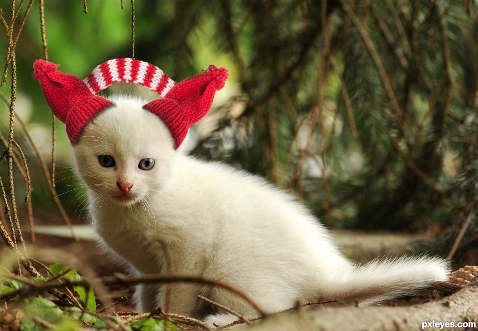 Kitten with Earmuffs