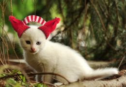 Kitten with Earmuffs