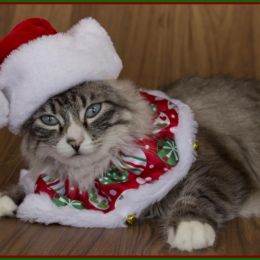 Christmascats