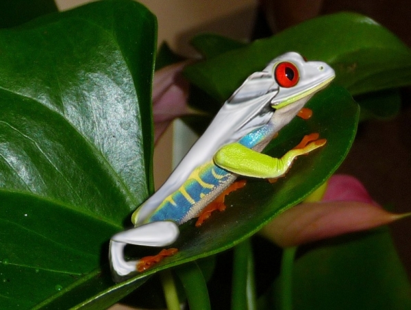 Creation of froggy went a courting: Step 2