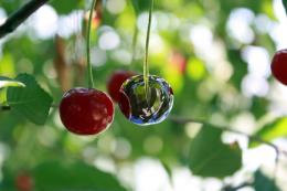 Chromecherry