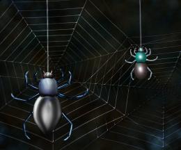 Spiders