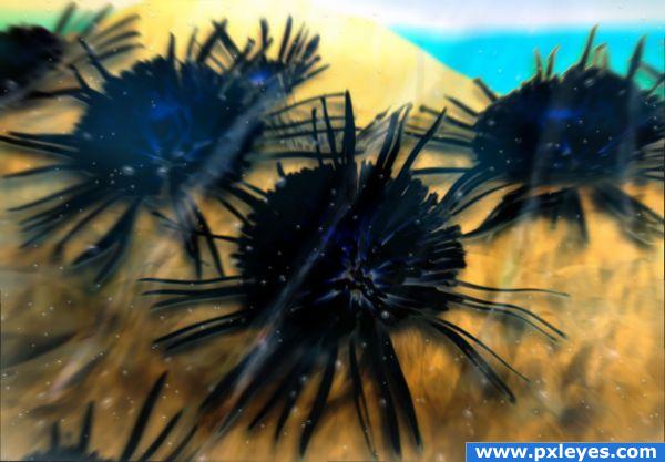 sapphire urchin