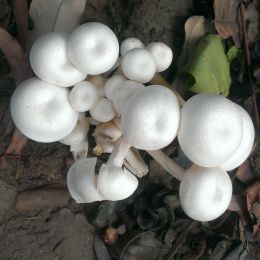 mushroom