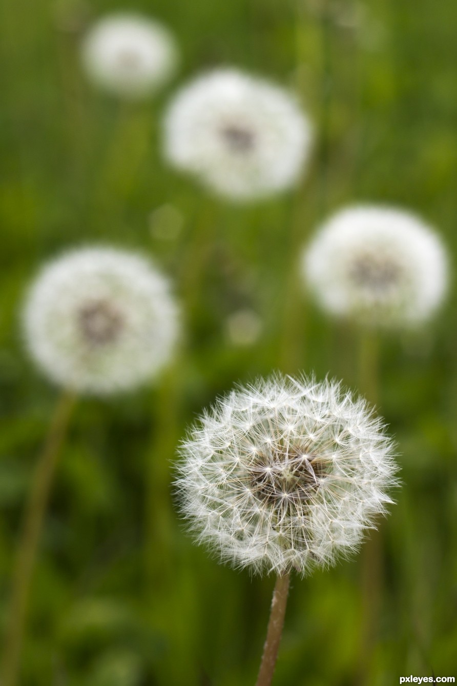 Dandelion Seeds