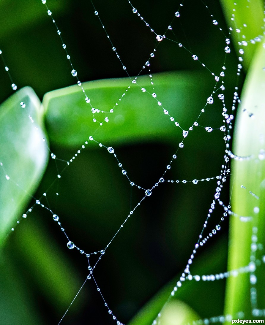 Spider Web