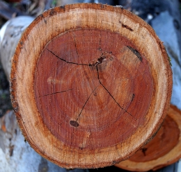 circle log