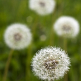 DandelionSeeds