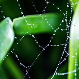 SpiderWeb