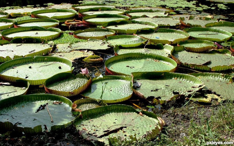 Circles in Wetland