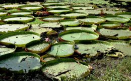 Circles in Wetland