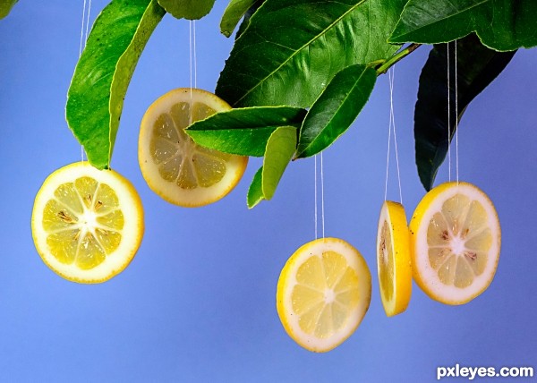 Lemon tree