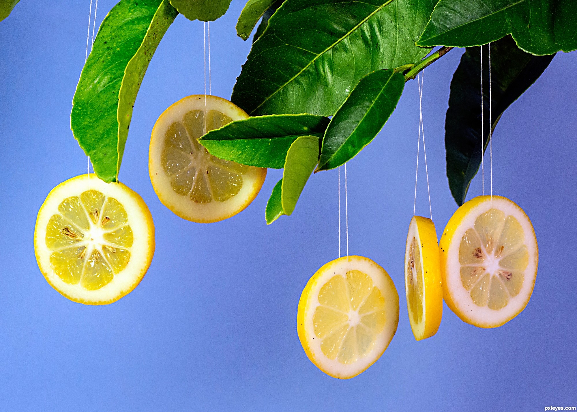 Lemon Tree Picture By Friiskiwi For Citrus Fruit Photography Contest Pxleyes Com Add colourful, fresh lemon art to really brighten up your kitchen! pxleyes com