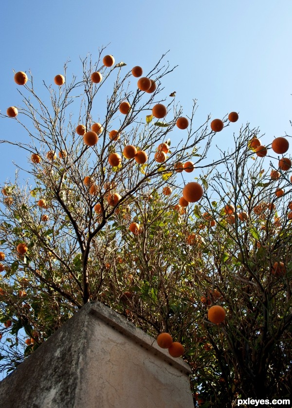 orange tree