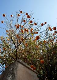 orangetree