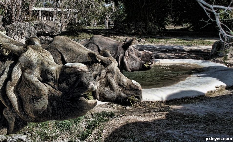 Rhino Triplets