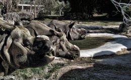 Rhino Triplets