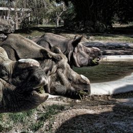 RhinoTriplets