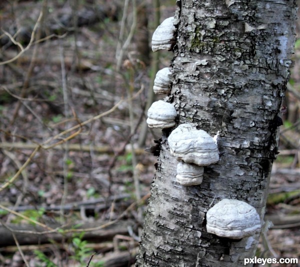 Spiraling Fungus