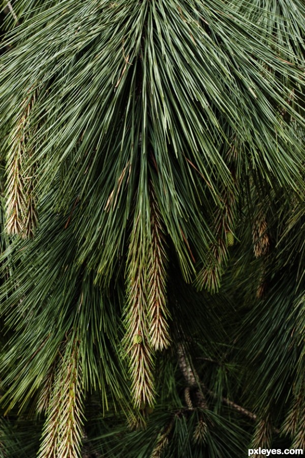 Pine Tree