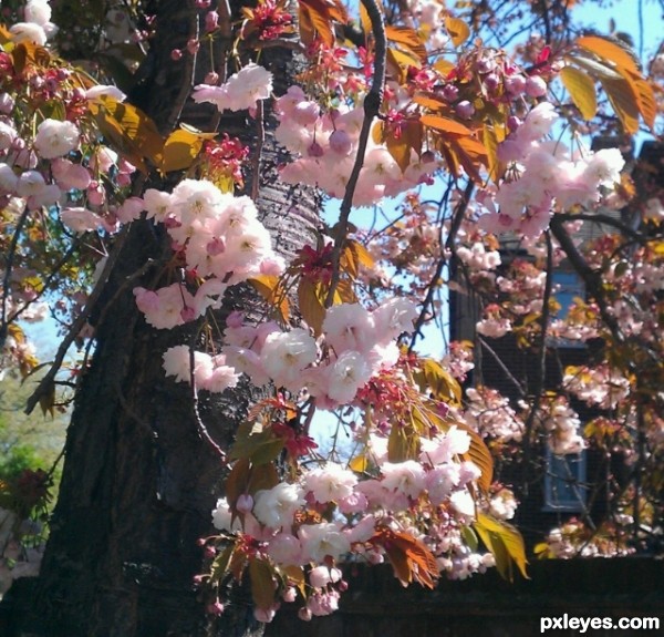 blossoms