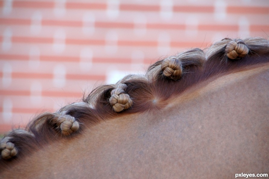 Horses  hairstyle