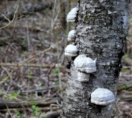 Spiraling Fungus