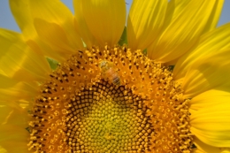 bee on sunflower