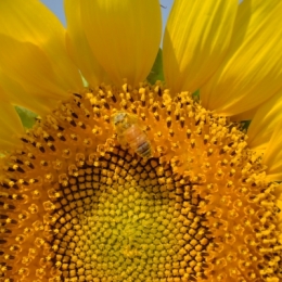 bee on sunflower Picture