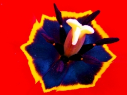 red tulip