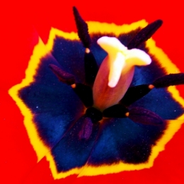 red tulip Picture
