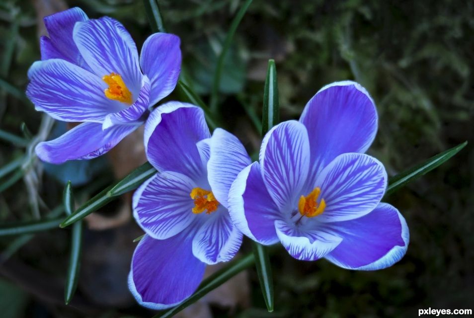 Crocus