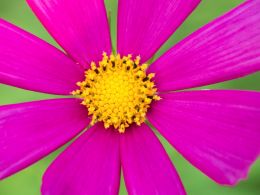 Gerbera daisy