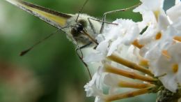 Butterfly on a buddleia