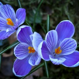 Crocus