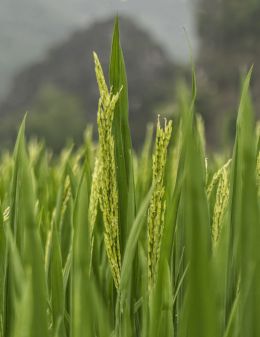 Rice