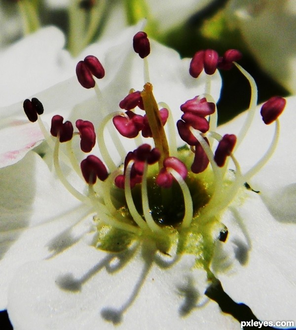 Creation of Bradford Pear: Final Result