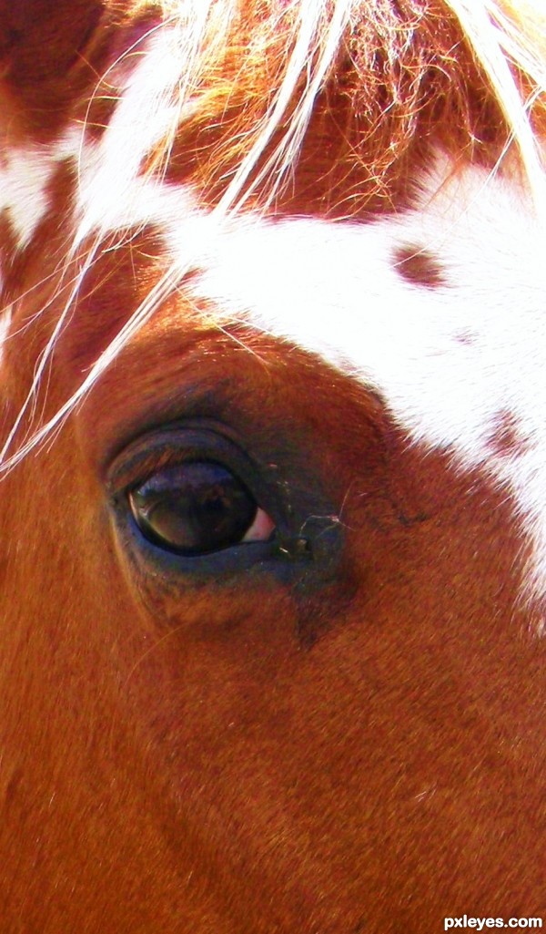 Creation of Horse's Eye: Final Result