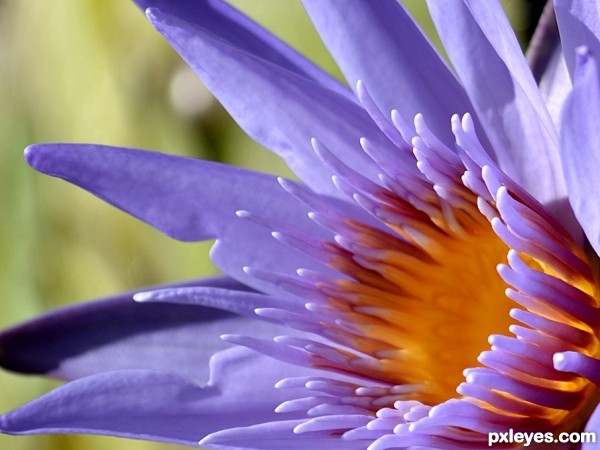 Water Lily photoshop picture)