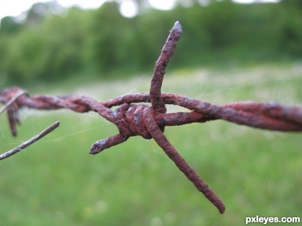 barbed wire