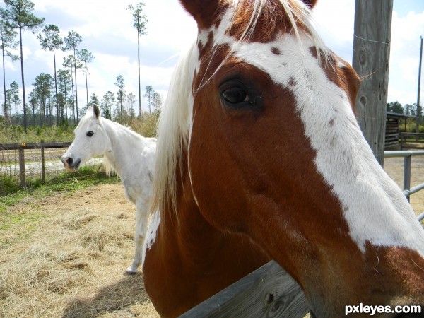 Creation of Horse's Eye: Step 1