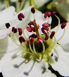 Bradford Pear