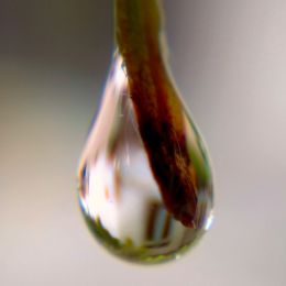 Raindrop