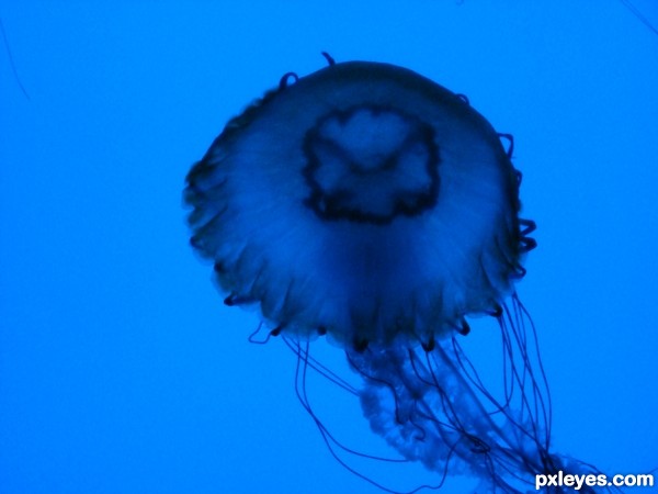 Creation of eye see under the sea: Step 7